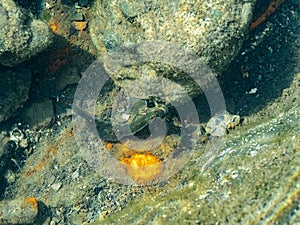 Rockskipper fish in a rocky tidal pool 3