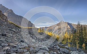 Rockslide and Larch Trees in Yoho National Park
