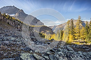 Rockslide and Larch Trees in Yoho National Park
