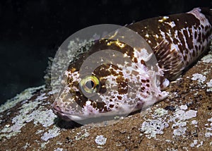 Rocksucker or giant clingfish