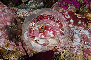 Rocksucker or giant clingfish on a rock