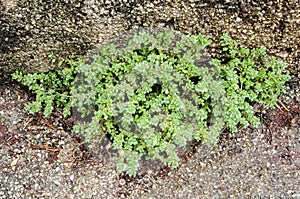 Rockweed Plant Growing On Concrete photo