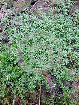 Rockweed plant that grows vines between rocks.
