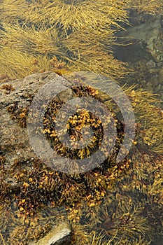 Rockweed seaweed in Atlantic Ocean on New England Maine coast - marine life nautical sea ocean maritime stock photo