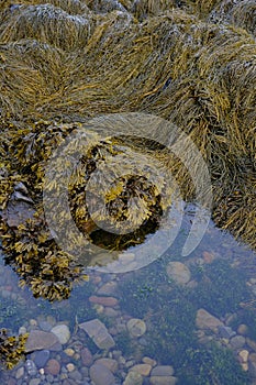 Sea vegetable rockweed seaweed marine life in New England