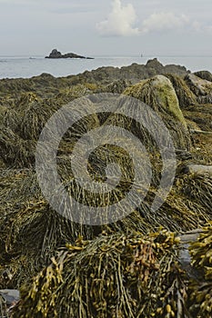 Rockweed seaweed cover rocks visible at low tide in the Bay of Fundy. photo