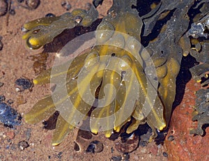 Rockweed, wrack, Fucus vesiculosus photo