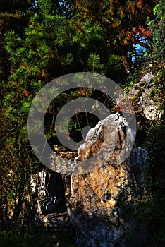 rockwork and trees