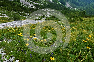 Rocky alpine landscape with a meadow full of yellow ox-eye and blue earleaf bellflower (Campanula cochleariifolia)