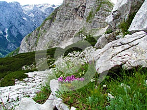 Rocky alpine landscape with mugo pine and pink blooming breckland thyme