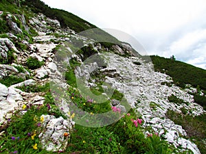 Rocky alpine landscape with mugo pine and yellow, purple and pink flowers