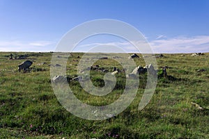rocky alpine meadow on a plateau with rocks among grass