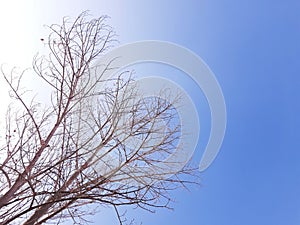 Blue sky and leafless tree