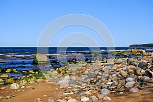Rocky Baltic sea shore with green sea algae on stones. The Gulf of Riga