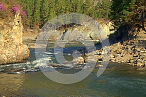 The rocky bank of the mountain river Chemal was covered with acacia bushes at the confluence of the Katun. Altai.