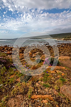 Rocky bay with wild flowers in foreground