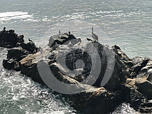 Rocky beach and bords in Chile