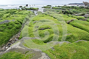 Rocky beach covered by seaweed