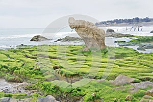 Rocky beach covered by seaweed