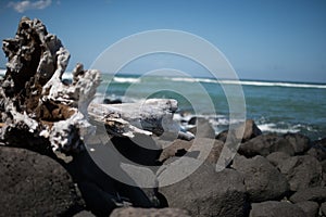 A rocky beach with large driftwood tree in foreground