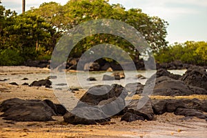 rocky beach and lush trees scenery - generated using ai