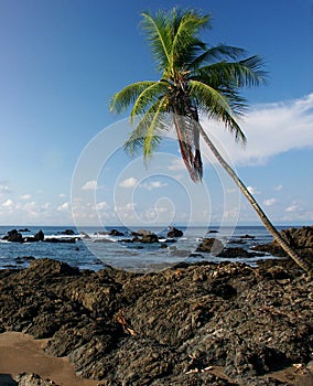 Rocky beach with palm tree photo