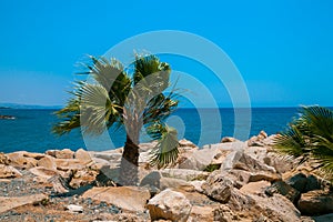 Rocky beach with palm tree