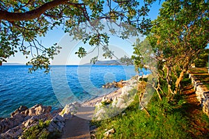 Rocky beach with pine trees on coast of Adriatic Sea, Istria, Croatia photo