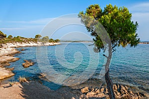 Rocky beach with pines