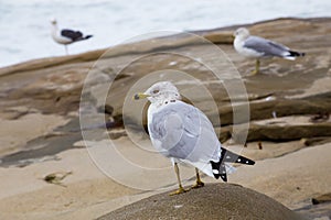 Rocky Beach Seagulls in California