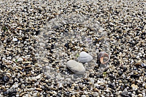 Rocky beach surface and seashells