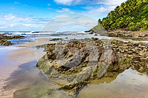 Rocky beach surrounded by coconut trees