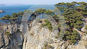 Rocky cape overgrown with pine trees in windy weather. Drone view