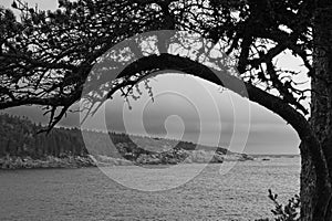 The rocky coast is framed by a tree branch in black and white