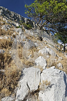 Rocky coast on Lastovo Island