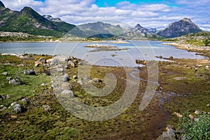 The rocky coast of the Norwegian fjord during low tide