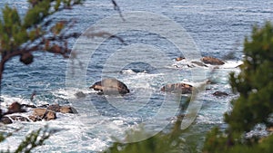 Rocky coast, ocean waves, cypress pine tree, 17-mile drive, Monterey, California