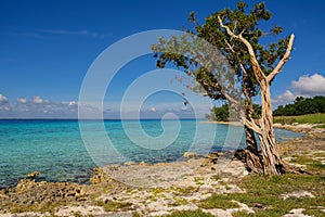 Rocky coast at playa Larga in Cuba photo