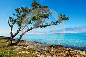 Rocky coast at playa Larga in Cuba photo