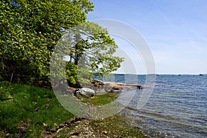 Rocky coastline lined with green trees