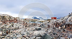 Rocky coastline overcrowded with flock of gentoo penguins and fjord with polar hut in the background, Peterman island, Antarctic