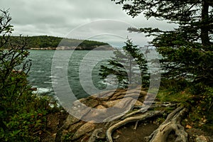 Rocky coastline and pine trees on the cliff on the Atlantic Ocean. Acadia National Park.