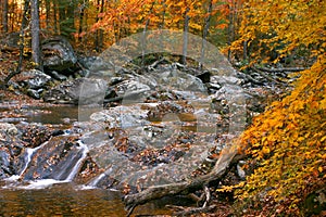 Rocky creek autumn forest