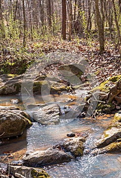 Rocky creek in dense forest