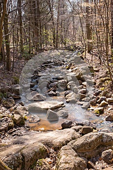 Rocky creek in dense forest