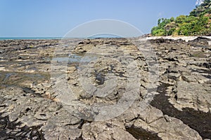 Roccioso deserto asciutto un moribondo foresta 