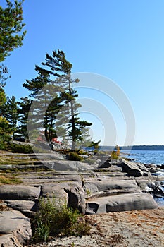 Rocky Georgian Bay Shoreline & Windswept Pines