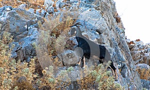 A rocky goat climbing a rock