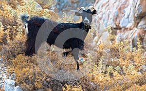 A rocky goat climbing a rock