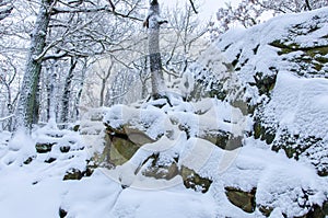 The rocky ground of the forest in Harz